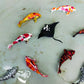 3D fish for fish ponds